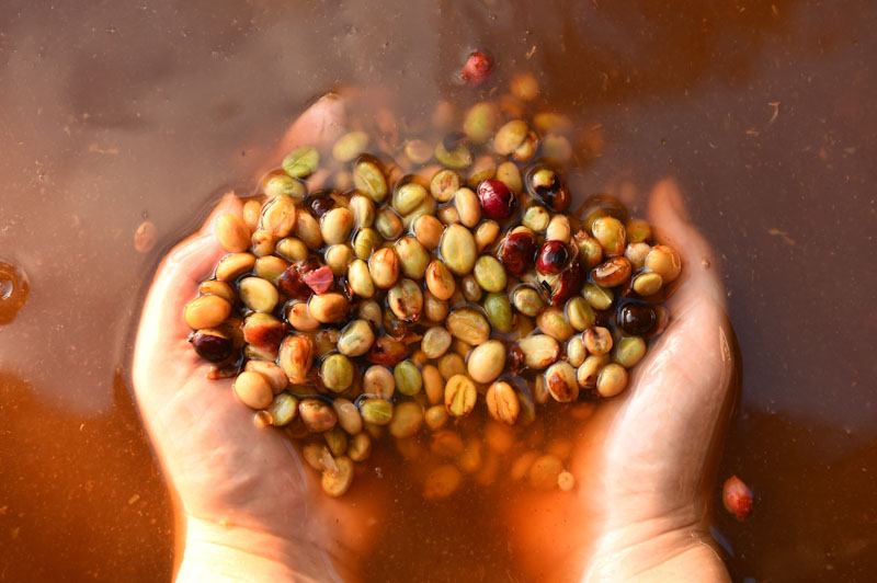 Coffee Fermentation_Sabores - Flavours of Colombia