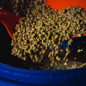 Caturra Bourbon Peach Syrup | Rodrigo Sanchez