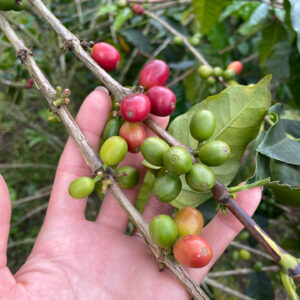 Wush Wush | Sabores - Flavours of Colombia