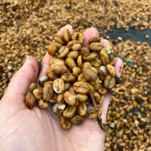 Sudan Rume BIO | Sabores - Flavours of Colombia