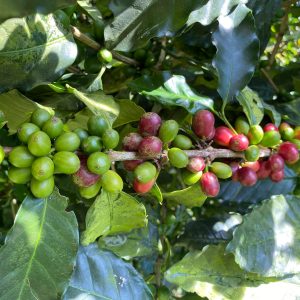 Sabores Cauca Blend | Sabores - Flavours of Colombia