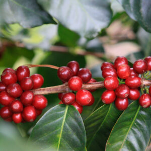 Sabores Huila Select | Sabores Flavours of Colombia