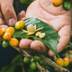 Orange Bourbon Natural Hydro-Honey | Sabores