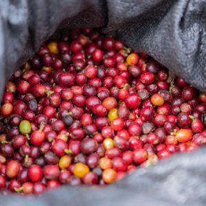 Red Bourbon | Sabores - Flavours of Colombia