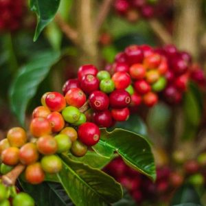 Bourbon Sidra| Sabores - Flavours of Colombia