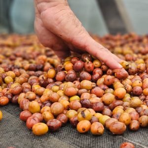 Typica Mejorado | Sabores - Flavours of Colombia