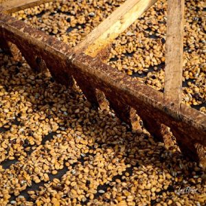 Red Bourbon Washed | Sabores Flavours of Colombia