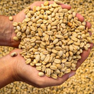 Tabi Washed | Sabores - Flavours of Colombia