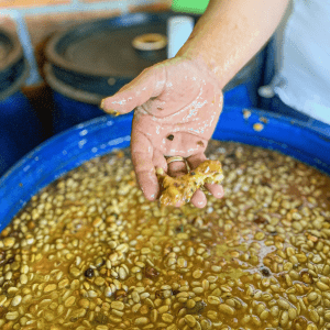 Caistillo Caturra Mayopo | Sabores - Flavours of Colombia